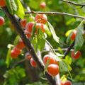 Chickasaw Plum